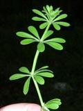 Galium aparine
